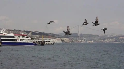 Istanbul doves slow motion Vídeos de archivo 37886845