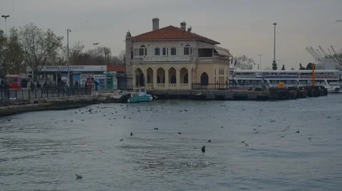 Istanbul Seagulls Stock Footage