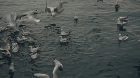 Istanbul Seagulls 動画素材 47925615