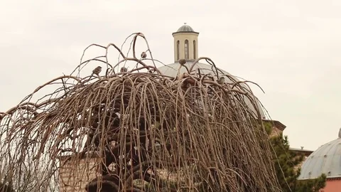 Istanbul Sparrows Tree  Mulberry Cloudy Day Passeridae Video stock 75801674
