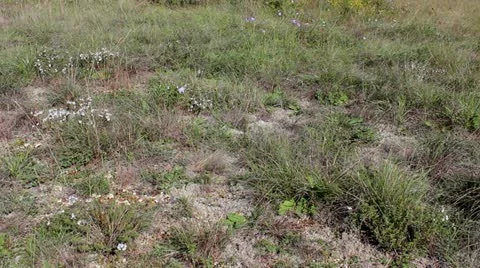 Istrian kazun Stock Footage 20510753