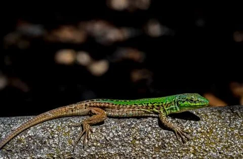 Istrian Lizard posing Foto stock