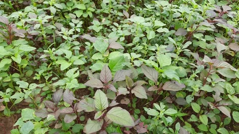 It is a Amaranthus plants. Stock Footage 140161543