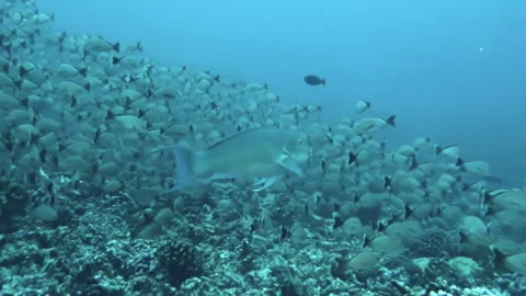 It amazing how school of fish swim in such perfect synchronization underwater. Video stock 236806564