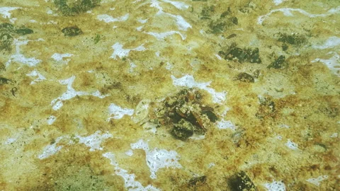 It is biofilm of microorganisms on sand consisting of bacteria, blue-green algae Stock Footage 339367665