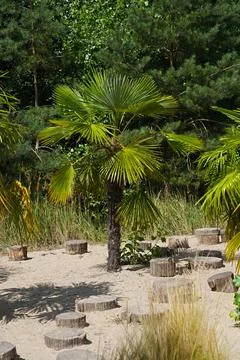 It is called Trachycarpus fortunei or Chinese Windmill Palm Stock Photos