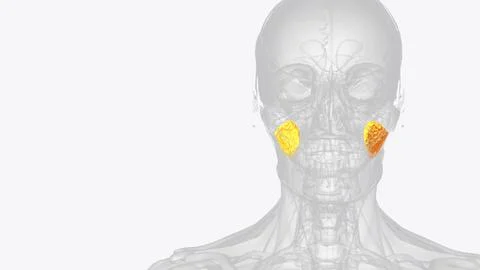 It is a deep fat pad located on either side of the face between the buccinato Illustrazione stock