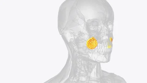 It is a deep fat pad located on either side of the face between the buccinato Illustrazione stock