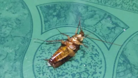 It is difficult for cockroaches to turn their bodies upside down Stock Footage 269139411