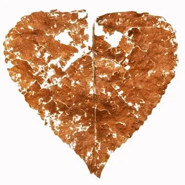 It is dry damaged leaf for pattern. Stock Photos