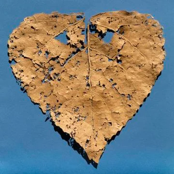 It is dry damaged leaf for pattern. Stock Photos