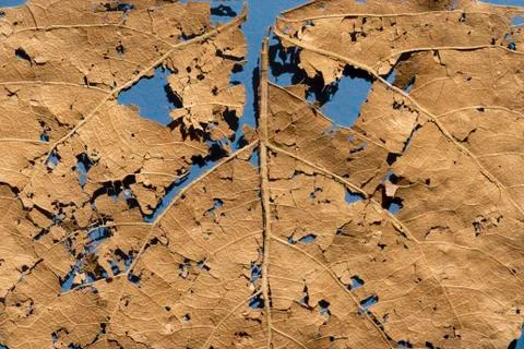 It is dry damaged leaf for pattern. Stock Photos