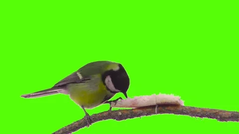 It is easy to cut an isolated bird on a green screen in one click Stock Footage 84823699