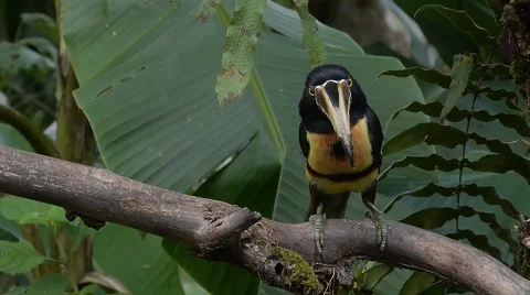 As It Eats, Collared Aracari Shows Huge, Colorful Bill Interior 스톡 동영상 46705012