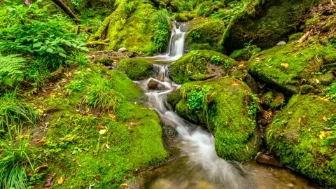 It expresses beautiful green mossy valley as Time lapse. 스톡 동영상 145742553
