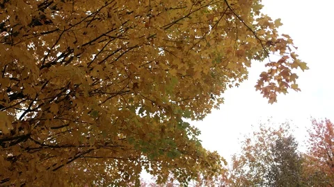 It is Fall and Leave are Falling Video stock 97890844