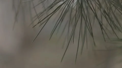 It focus on the pine branch with Ukrainian flag without color correction Stock Footage 51486489