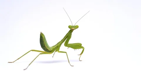 It is a green kid's mantis. Video stock 106718960