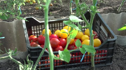 It is Harvest Time For the Tomatoes Stock Footage 239603575