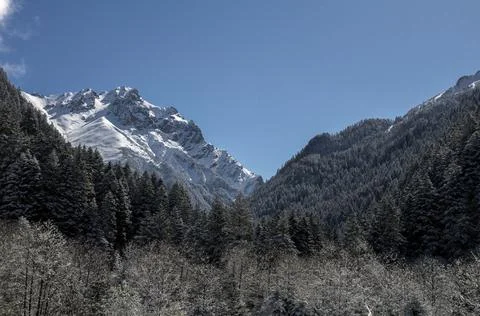 It has snowed on the mountains. The forest is covered with snow. Stock Photos