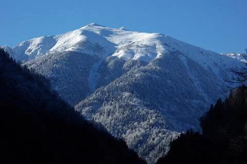 It has snowed on the mountains. The forest is covered with snow. Stock Photos