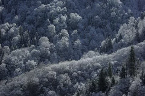 It has snowed on the mountains. The forest is covered with snow. Stock Photos
