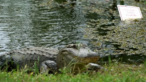 "It Is Illegal to Feed the Alligators" Stock Footage