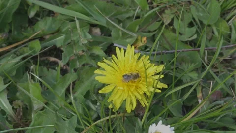It is important for honey bee to  pollinating the flower Stock-Footage 152344303