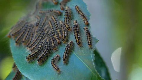It is a larva of a poison moth. Stock Footage 139022776