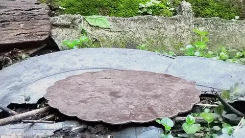 It looks like the lizard  Stock Footage 308250187