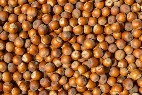 	It is a lot of hazelnut, a background Stock Photos