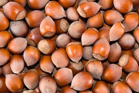 	It is a lot of nuts of a filbert  Foto stock