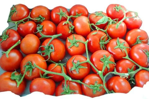 It is a lot of tomatoes Foto stock