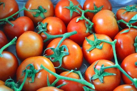 It is a lot of tomatoes Stock Photos