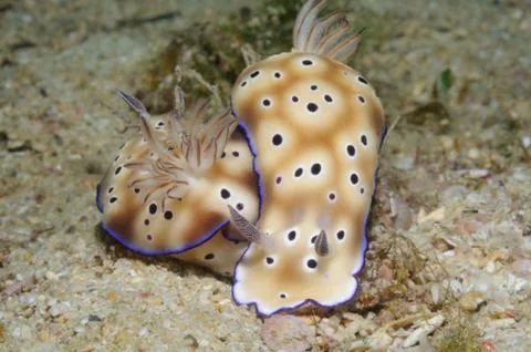 Is it love Stock Photos