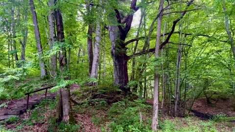 It is nice to relax in this forest and walk along the paths and stairs. Stock Footage 250177073