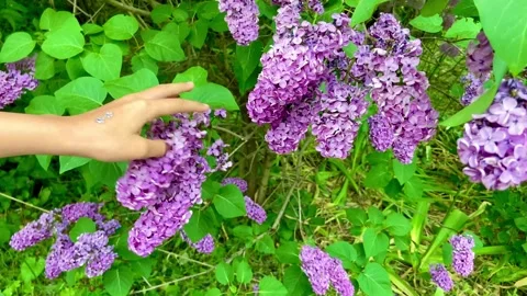 It is pleasant to touch and stroke terry lilac. Stock Footage 245014270