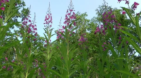It is possible to make the present Chinese tea of this plant. Видео 10704836