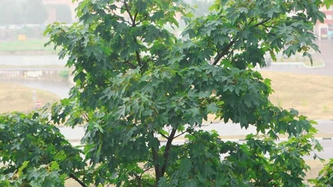 It is pouring rain outside, the view from the window of the house. Stock Footage 160339813