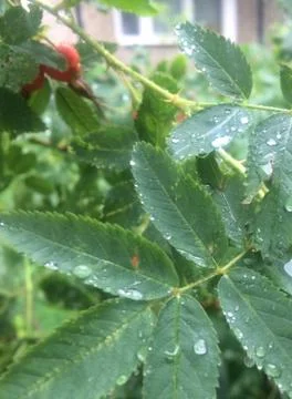 It rain Stock Photos