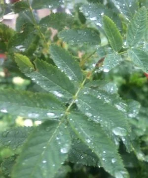 It rain... Stock Photos