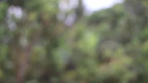 It is raining in the afternoon with blurred background Video stock 218068458