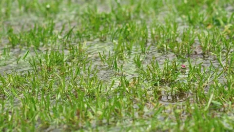 It is raining and raindrops falling on grassy meadow flooded at heavy rain Stock Footage 276853882