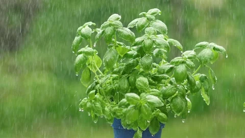 It is raining on the basil herbs in blue flower pot in fresh green nature Stock Footage 274338213