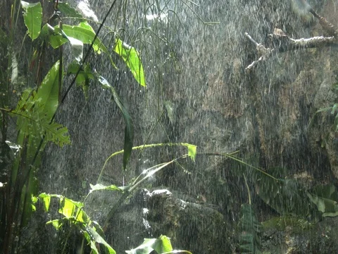 It is raining in the cloud forest and sunlight filters through the clouds. Stock-Footage 77580019