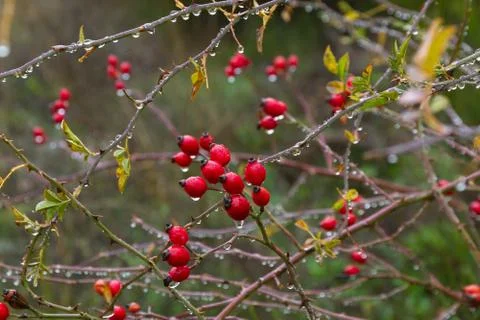 It raining in a clump of rose hips Fotos Stock