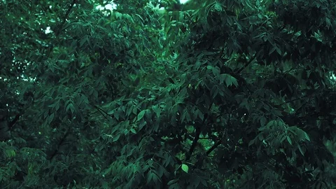 It is raining Stock Footage 112554716