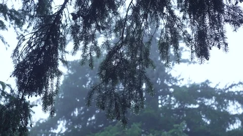 It is raining in the forest. Raindrops drip from pine branches. Stock Footage 214328697