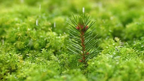 It is raining in fresh green forest with little tree, slow motion of refreshing Stock Footage 268997355