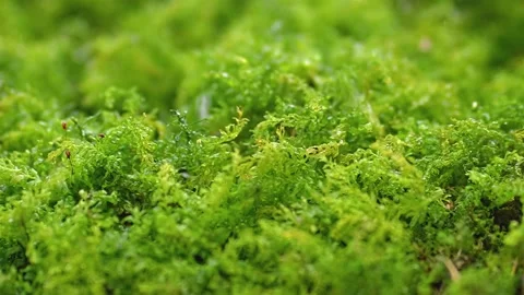 It is raining in fresh green mossy nature slow motion of rainy background Stock Footage 267569958